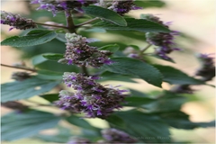 Pogostemon benghalensis